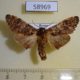 58969p Notodontiidae Hagapterix mirabilior Primorye $5