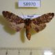 58970p Notodontiidae Hagapterix mirabilior Primorye $5