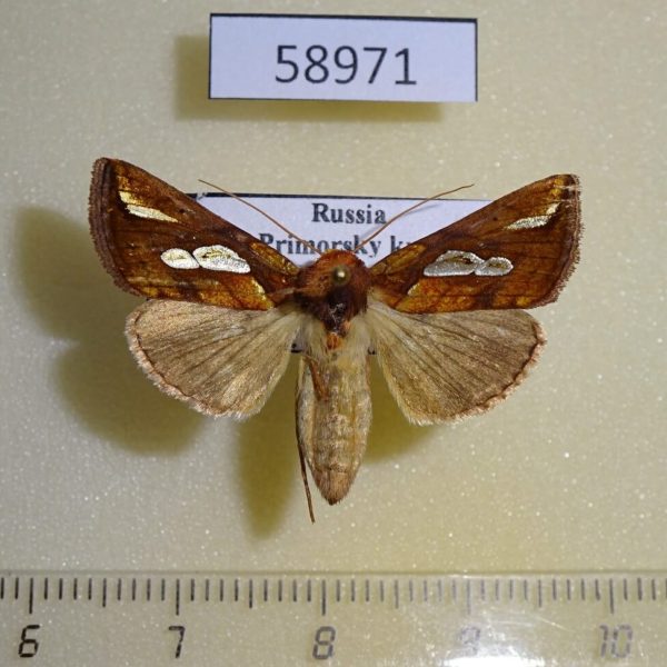 Noctuidae Plusia festucae f Primorye