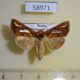 58971p Noctuidae Plusia festucae f Primorye $5
