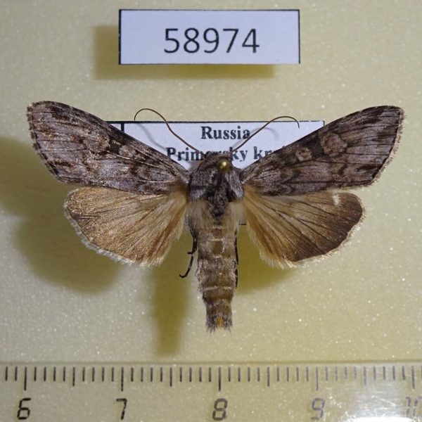 Noctuidae Cucullia scoparioides Primorye