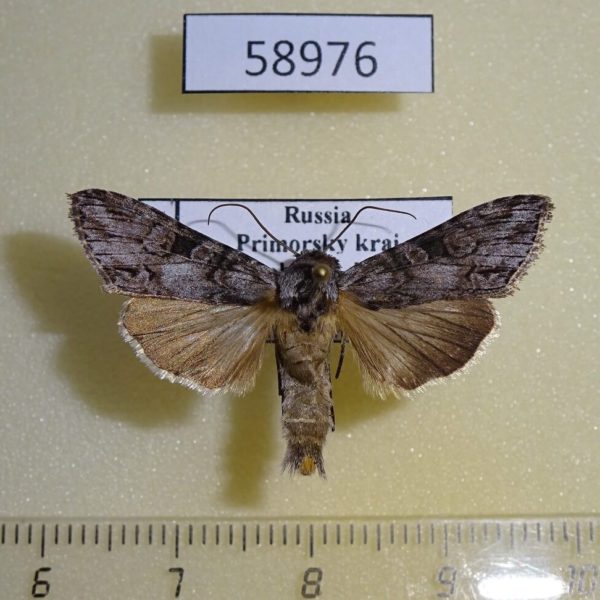 Noctuidae Cucullia scoparioides Primorye