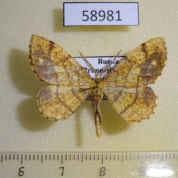 Geometridae Exangerona prattiaria Primorye