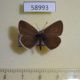 58993p Lycaenidae Cupido minimus Buryatia $3