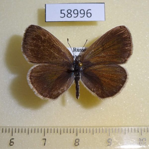 Lycaenidae Glaucopsyche lycormas Primorye