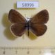 58996p Lycaenidae Glaucopsyche lycormas Primorye $5