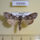 59000p Noctuidae Cucullia scoparioides Primorye $14