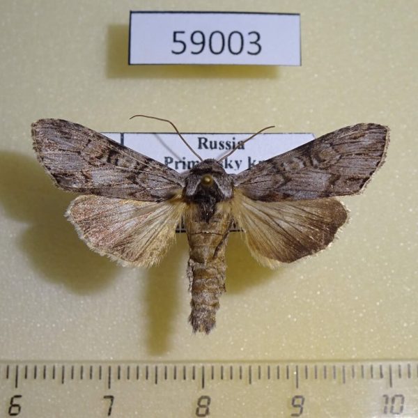 Noctuidae Cucullia scoparioides Primorye