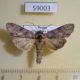 59003p Noctuidae Cucullia scoparioides Primorye $13