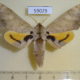 59029p Sphingidae Pseudoclanis postica Uganda $25