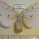 59031p Lymantridae Lymantria dispar f Primorye $7