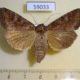 59033p Noctuidae Polia bombycina f Primorye $5