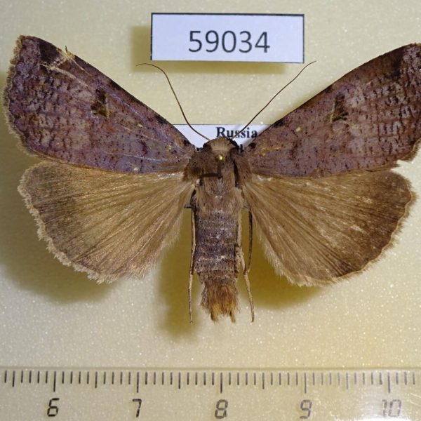 Noctuidae Lygephila mirabilis Primorye