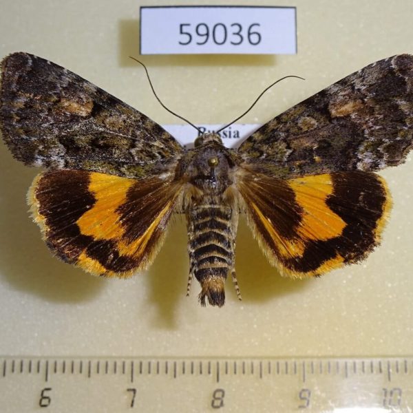 Noctuidae Olivenebula oberthueri Primorye