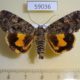 59036p Noctuidae Olivenebula oberthueri Primorye $7