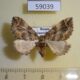 59039p Geometridae Pelurga comitata f Primorye $4