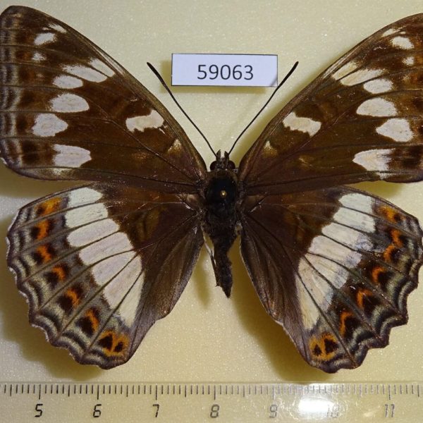 Nymphalidae Limenitis populi f Primorye