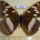 59063p Nymphalidae Limenitis populi f Primorye $10
