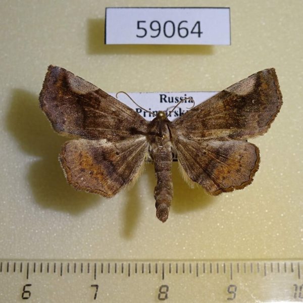 Noctuidae Pangrapta costaemacula Primorye