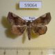 59064p Noctuidae Pangrapta costaemacula Primorye $6
