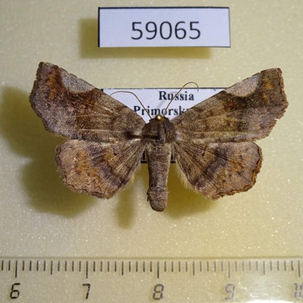 Noctuidae Pangrapta costaemacula f Primorye