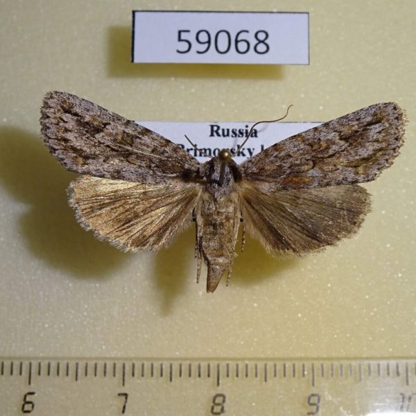 Noctuidae Phidrimana amurensis f Primorye