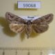 59068p Noctuidae Phidrimana amurensis f Primorye $4