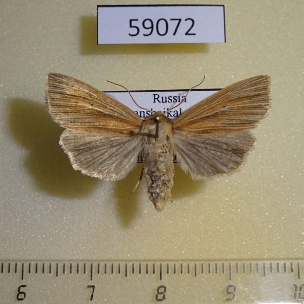 Noctuidae Mythimna impura Transbaikal reg.