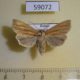 59072p Noctuidae Mythimna impura Transbaikal reg. $5