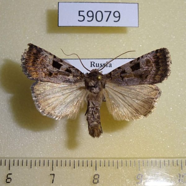 Noctuidae Chersotis deplanata Altai reg.