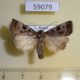 59079p Noctuidae Chersotis deplanata Altai reg. $6