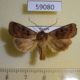59080p Noctuidae Chersotis cuprea Altai reg. $7
