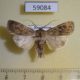 59084p Noctuidae Euxoa mustelina Kazakhstan $7