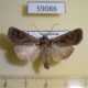 59086p Noctuidae Euxoa tritici Kazakhstan $7