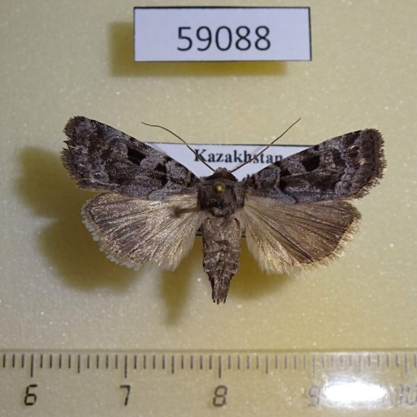 Noctuidae Chersotis deplanata f Kazakhstan