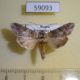 59093p Noctuidae Cucullia propinqua Primorye $13