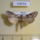 59094p Noctuidae Cucullia propinqua Primorye $9