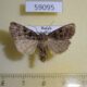 59095p Noctuidae Chersotis deplanata Transbaikal reg. $4