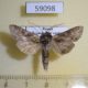 59098p Noctuidae Cucullia propinqua Transbaikal reg. $5