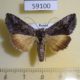 59100p Noctuidae Syngrapha interrogationis Transbaikal reg. $7