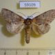 59109p Notodontiidae Peridea jankowskii Primorye $5