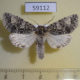 59112p Noctuidae Acronicta megacephala Altai reg. $6