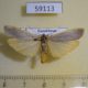 59113p Arctiidae Manulea complanum Kazakhstan $5