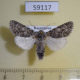59117p Noctuidae Acronicta sp. euphorbiae Kazakhstan $9