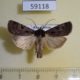 59118p Noctuidae Chersotis andereggii Kazakhstan $9