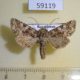 59119p Noctuidae Hadena strouhali Kazakhstan $6