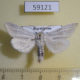 59121p Noctuidae Simyra nervosa Kazakhstan $7