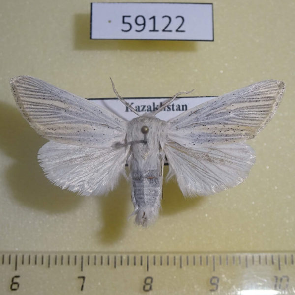 Noctuidae Simyra nervosa Kazakhstan