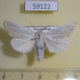59122p Noctuidae Simyra nervosa Kazakhstan $7