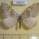 59124p Geometridae Photoscotosia palaearctica Kazakhstan $4